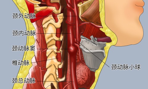 山西陈醋的功效和作用-【山西陈醋对身体有什么好处】最经典的山西陈醋 - 山西陈醋有什么功效网